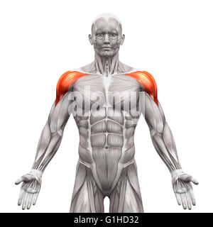 Deltoid Muskeln Anterior - isoliert Anatomie Muskeln auf weiss - 3D-Illustration Stockfoto