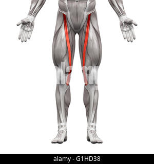 Sartorius Muskel - isoliert Anatomie Muskeln auf weiss - 3D-Illustration Stockfoto