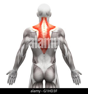 Auf weiß - 3D-Illustration isoliert Trapezius Muskel - Anatomie Muskeln Stockfoto