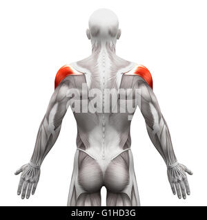 Musculus deltoideus - isoliert Anatomie Muskeln auf weiss - 3D-Illustration Stockfoto