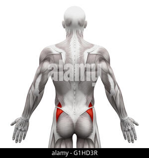 Gluteus Medius - isoliert Anatomie Muskeln auf weiss - 3D-Illustration Stockfoto