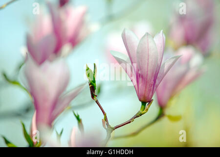 Blühende Magnolie dicht bedeckt mit schönen frischen rosa Blüten im Frühjahr Stockfoto