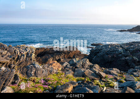Wilde Blumen wachsen auf Donegal Küste, Teil des Wild Atlantic Way, Irland Stockfoto