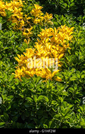 Euonymus japonicus Stockfoto