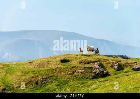 Mutterschaf mit Lämmern in County Donegal, Irland Stockfoto