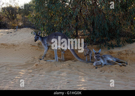 Westliche graue Känguru Familie, Kalbarri National Park, Murchison Western Australia Stockfoto