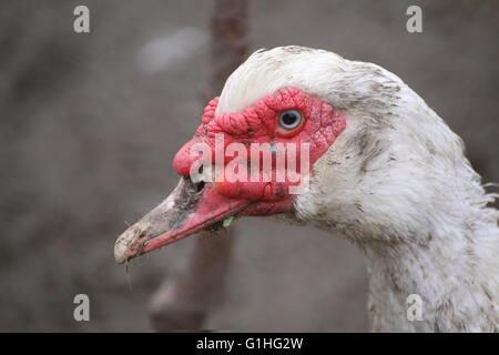 Nahaufnahme von roten Kopf einer domestizierten Barbarie-Ente (Cairina Moschata). Stockfoto