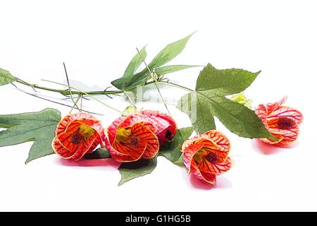 Rote Ader Indian Mallow (Frameworks Pictun) Stockfoto