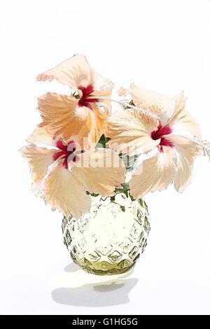 Chinesischen Hibiskus Hibiscus Rosa Sinensis in einer Vase auf weißem Hintergrund Stockfoto