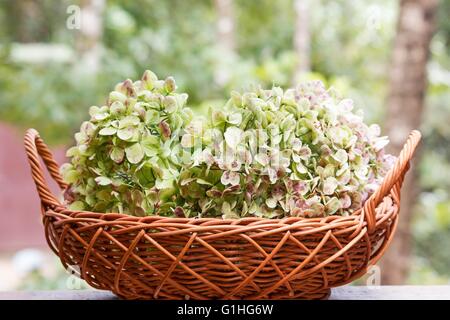 Hortensien-Blüten in einem Korb auf natürlichen Hintergrund Stockfoto