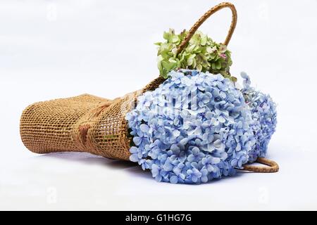 Hortensien-Blüten in einem Korb auf weißem Hintergrund Stockfoto