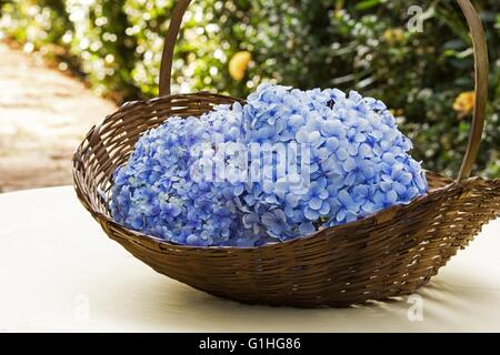 Hortensien-Blüten in einem Korb auf einem Tisch Stockfoto