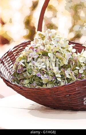 Hortensien-Blüten in einem Korb auf weißem Hintergrund Stockfoto