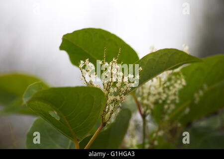 Blüten der Japanische Staudenknöterich (Fallopia Japonica), eine invasive Pflanzenarten in Europa. Stockfoto