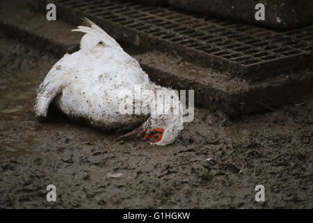 Toten Muscovy Ente (Cairina Moschata) liegen im Dreck. Stockfoto
