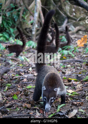 Nasenbären im Dschungel-Stock Stockfoto