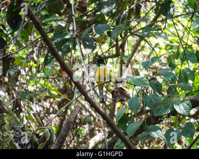 Black-throated männlichen Trogon auf einem Ast Stockfoto