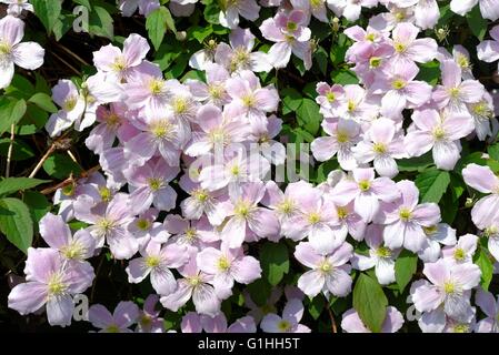 Nahaufnahme von Blumen auf eine Kletterpflanze Clematis Montana Surrey UK Stockfoto