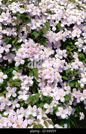 Nahaufnahme von Blumen über eine Clematis Montana Kletterpflanze Stockfoto