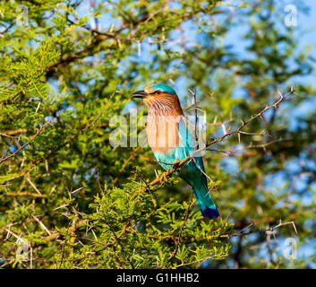 Indian Roller, ein sehr bunter Vogel Eingeborener von Indien. Stockfoto