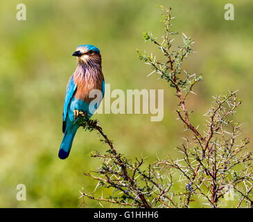 Indian Roller, ein sehr bunter Vogel Eingeborener von Indien. Stockfoto