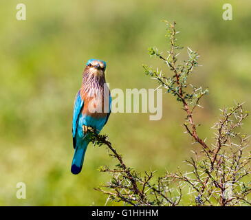 Indian Roller, ein sehr bunter Vogel Eingeborener von Indien. Stockfoto