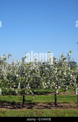 Apfelwein-Apfelbäume in Obstgärten, die Zugehörigkeit zu Thathers traditionellen Somerset Cider Entscheidungsträger, Mai 2016 Stockfoto