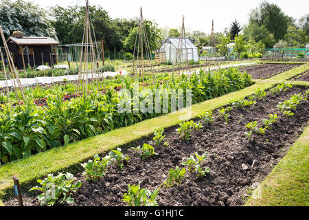 Gepflegter Schrebergarten im Frühling. Ein Grundstück für Familien wachsen Gemüse für den Eigenbedarf. Stockfoto