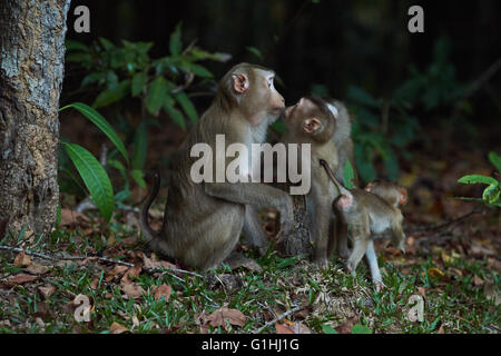 Khao Yai Schwein-tailed macaque Stockfoto