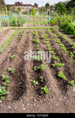 Gepflegter Schrebergarten im Frühling. Ein Grundstück für Familien wachsen Gemüse für den Eigenbedarf. Stockfoto