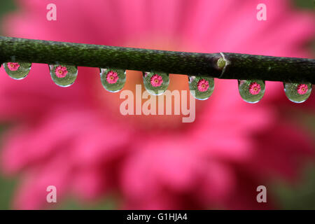 Wassertropfen mit Gerbera Daisy Blume Reflexion, Makro Stockfoto