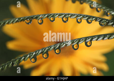 Wassertropfen mit Gerbera Daisy Blume Reflexion, Makro Stockfoto