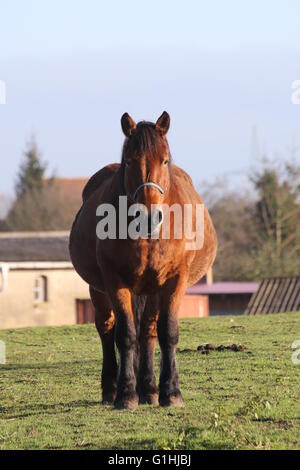 Große und schwere Pflug Pferd stehen auf einer Wiese, von vorne gesehen. Eine Seite von der Sonne beschienen wird und die andere Seite ist dunkel. Stockfoto