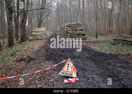 Geschlossene Straße durch NSG Eldena, Naturschutzgebiet in der Nähe von Greifswald, Mecklenburg-Vorpommern, Deutschland. Das Warnschild sagt Holzfaell Stockfoto