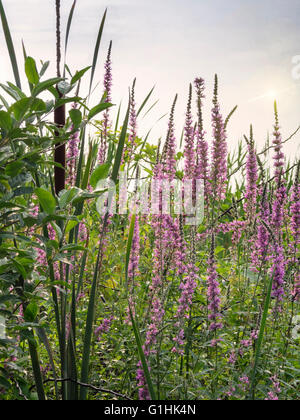 Blutweiderich (Lythrum SP.) wächst entlang des Strandes in Narragansett, Rhode Island in der Sommersonne. Stockfoto