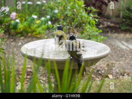 Erwachsene und Jugendliche blau konfrontiert Honigfresser (Entomyzon Cyanotis) in einem Garten Vogelbad Baden. Australische Vögel. Stockfoto