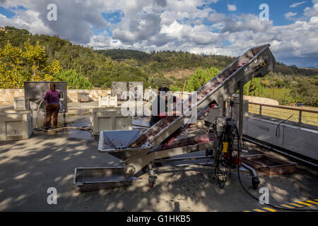 Arbeiter Reinigung Förderband zum Abbeeren Maschine Crush Pad, Quintessa, Rutherford, Napa Valley, Kalifornien Stockfoto