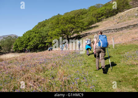 Gruppe der Wanderer wandern Club wandern durch das Feld der wilden Blumen Bluebells in Snowdonia National Park im späten Frühjahr. Craflwyn Beddgelert Wales UK Stockfoto