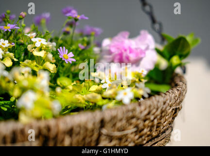 Isolierte hängende Korb zeigt eine Vielzahl von hübschen Blumen wie im Frühsommer gesehen. Stockfoto