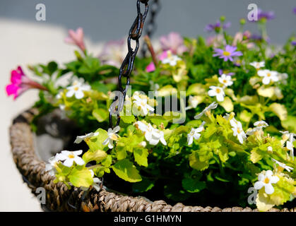 Isolierte hängende Korb zeigt eine Vielzahl von hübschen Blumen wie im Frühsommer gesehen. Stockfoto