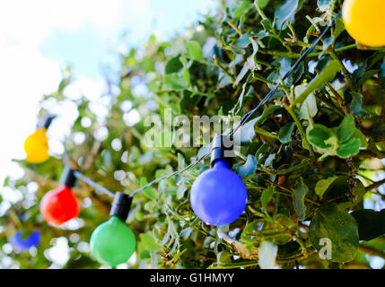 Solar-Party LED-Lichter auf einem Baum, wie in einem großen Garten während einer Sommerparty am frühen Abend gesehen beleuchtet. Stockfoto