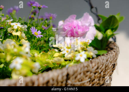 Isolierte hängende Korb zeigt eine Vielzahl von hübschen Blumen wie im Frühsommer gesehen. Stockfoto