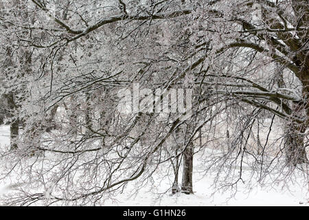 Gefrorenen Äste nach einem eiskalten Regen Sturm mit Eis bedeckt Stockfoto