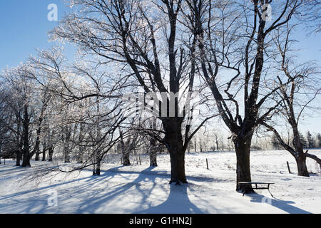 Sonne, hinter Ahornbäume am sonnigen Tag im Winter mit Schnee auf dem Bauernhof und vereiste Äste Stockfoto