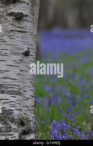 Bluebell Woods und einzelne Blumen Stockfoto