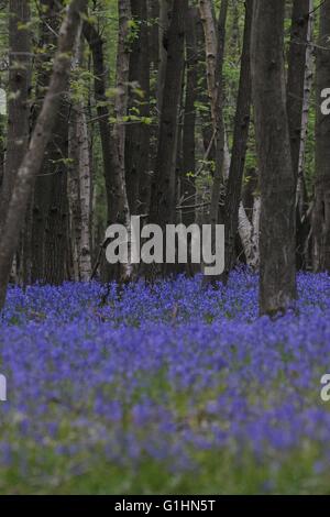 Bluebell Woods und einzelne Blumen Stockfoto