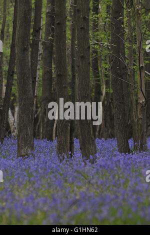 Bluebell Woods und einzelne Blumen Stockfoto