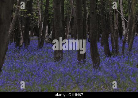 Bluebell Woods und einzelne Blumen Stockfoto