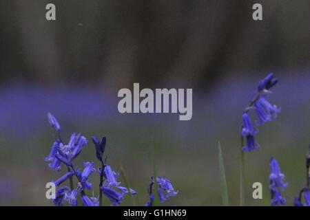 Bluebell Woods und einzelne Blumen Stockfoto