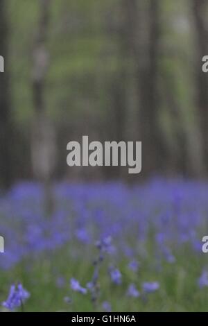 Bluebell Woods und einzelne Blumen Stockfoto